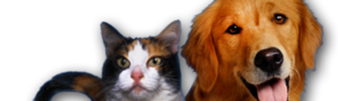 cat-dog-home-top-2.png