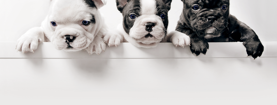 Our French Bull Dogs