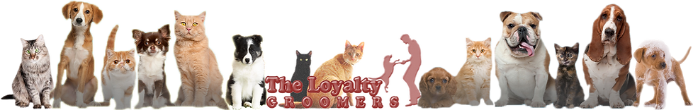 My company logo and dogs also cats on the background